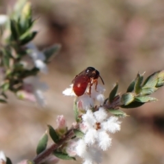 Exoneura sp. (genus) at Aranda, ACT - 20 Sep 2022 03:13 PM