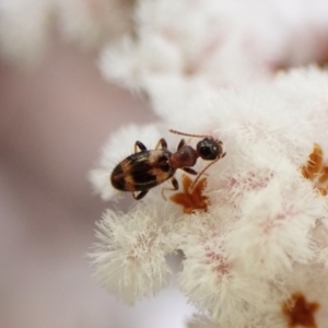 Anthicinae (subfamily) at Aranda, ACT - 21 Sep 2022