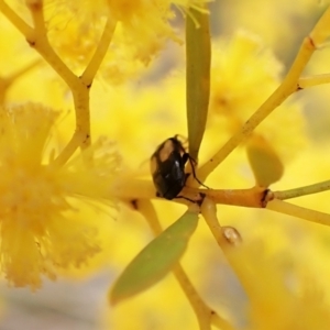 Sarothrocrepis civica at Aranda, ACT - 21 Sep 2022