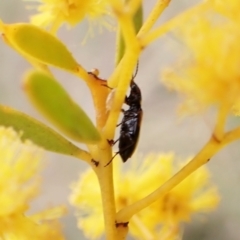 Sarothrocrepis civica at Aranda, ACT - 21 Sep 2022