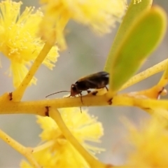 Sarothrocrepis civica at Aranda, ACT - 21 Sep 2022