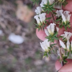 Styphelia fletcheri subsp. brevisepala (Twin Flower Beard-Heath) at Bungendore, NSW - 24 Sep 2022 by clarehoneydove