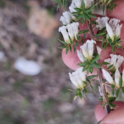 Leucopogon fletcheri subsp. brevisepalus (Twin Flower Beard-Heath) at Bungendore, NSW - 24 Sep 2022 by clarehoneydove