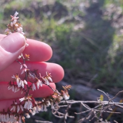 Leucopogon fletcheri subsp. brevisepalus (Twin Flower Beard-Heath) at Bungendore, NSW - 24 Sep 2022 by clarehoneydove