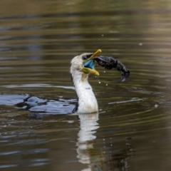 Microcarbo melanoleucos (Little Pied Cormorant) at Gungahlin, ACT - 24 Sep 2022 by pjpiper