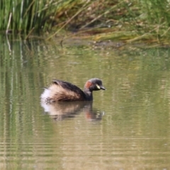 Tachybaptus novaehollandiae (Australasian Grebe) at Tuggeranong Creek to Monash Grassland - 24 Sep 2022 by RodDeb