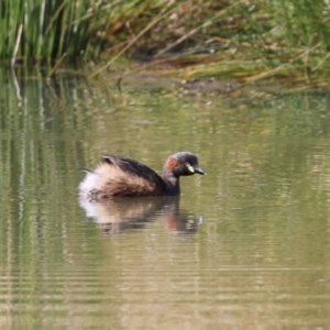 Tachybaptus novaehollandiae at Monash, ACT - 24 Sep 2022