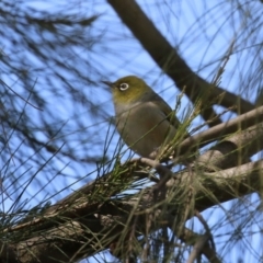 Zosterops lateralis (Silvereye) at Isabella Pond - 24 Sep 2022 by RodDeb