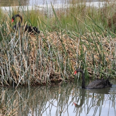 Cygnus atratus (Black Swan) at Isabella Pond - 24 Sep 2022 by RodDeb