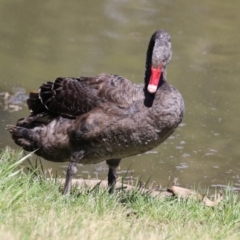 Cygnus atratus at Monash, ACT - 24 Sep 2022