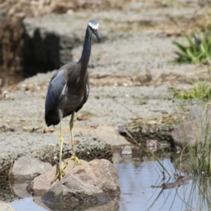 Egretta novaehollandiae at Monash, ACT - 24 Sep 2022 11:27 AM