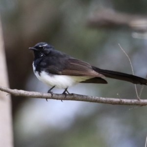 Rhipidura leucophrys at Monash, ACT - 24 Sep 2022