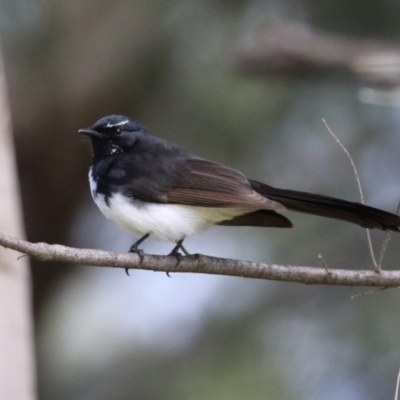 Rhipidura leucophrys (Willie Wagtail) at Isabella Pond - 24 Sep 2022 by RodDeb