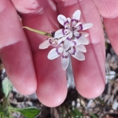 Wurmbea dioica subsp. dioica (Early Nancy) at Bungendore, NSW - 24 Sep 2022 by clarehoneydove