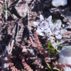 Wurmbea dioica subsp. dioica at Bungendore, NSW - 24 Sep 2022