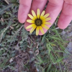 Arctotheca calendula (Capeweed, Cape Dandelion) at Bungendore, NSW - 24 Sep 2022 by clarehoneydove