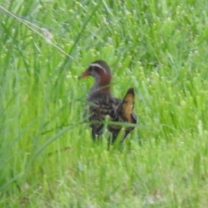 Gallirallus philippensis at Kambah, ACT - 24 Sep 2022