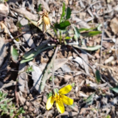 Microseris walteri (Yam Daisy, Murnong) at Bungendore, NSW - 24 Sep 2022 by clarehoneydove