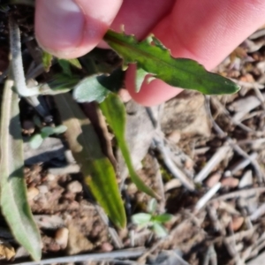 Microseris walteri at Bungendore, NSW - 24 Sep 2022