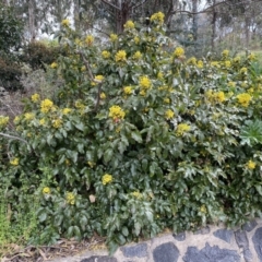 Berberis aquifolium (Oregon Grape) at Kambah, ACT - 24 Sep 2022 by SteveBorkowskis