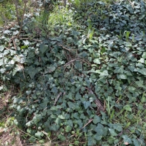 Hedera hibernica at Urambi Hills - 24 Sep 2022