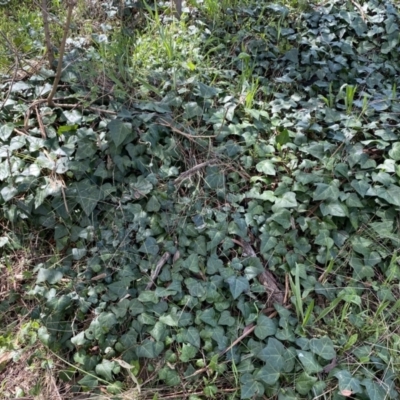 Hedera hibernica (Ivy) at Kambah, ACT - 24 Sep 2022 by SteveBorkowskis