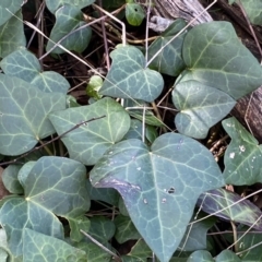 Hedera hibernica at Urambi Hills - 24 Sep 2022 11:46 AM