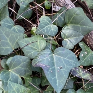 Hedera hibernica at Urambi Hills - 24 Sep 2022