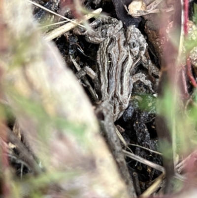 Crinia signifera (Common Eastern Froglet) at Murrumbateman, NSW - 21 Sep 2022 by SimoneC