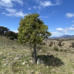 Brachychiton populneus subsp. populneus (Kurrajong) at Kambah, ACT - 24 Sep 2022 by SteveBorkowskis