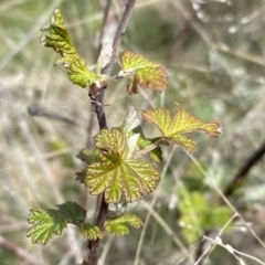 Rubus parvifolius (Native Raspberry) at Urambi Hills - 24 Sep 2022 by Steve_Bok