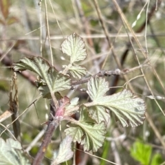 Rubus parvifolius at Kambah, ACT - 24 Sep 2022