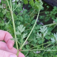 Fumaria bastardii at Bungendore, NSW - 24 Sep 2022 08:31 AM