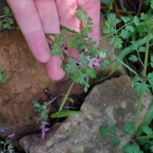 Fumaria bastardii at Bungendore, NSW - 24 Sep 2022 08:31 AM