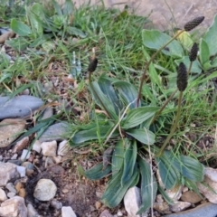 Plantago lanceolata (Ribwort Plantain, Lamb's Tongues) at Bungendore, NSW - 23 Sep 2022 by clarehoneydove