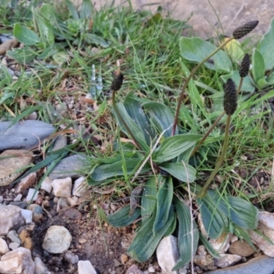 Plantago lanceolata (Ribwort Plantain, Lamb's Tongues) at Bungendore, NSW - 23 Sep 2022 by clarehoneydove