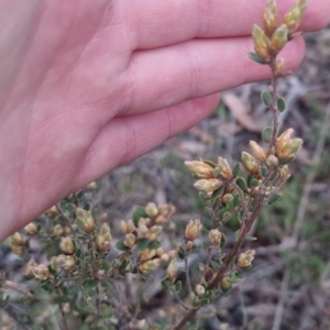 Brachyloma daphnoides at Bungendore, NSW - 24 Sep 2022