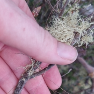 Brachyloma daphnoides at Bungendore, NSW - 24 Sep 2022 03:37 PM