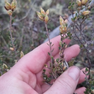 Brachyloma daphnoides at Bungendore, NSW - 24 Sep 2022