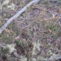 Brachyloma daphnoides at Bungendore, NSW - 24 Sep 2022 03:37 PM