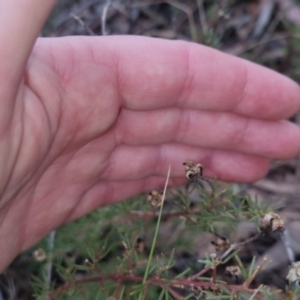 Gompholobium huegelii at Bungendore, NSW - 24 Sep 2022