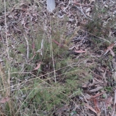 Gompholobium huegelii at Bungendore, NSW - 24 Sep 2022