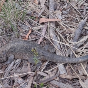 Pogona barbata at Bungendore, NSW - 7 Dec 2022