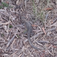 Pogona barbata at Bungendore, NSW - 7 Dec 2022