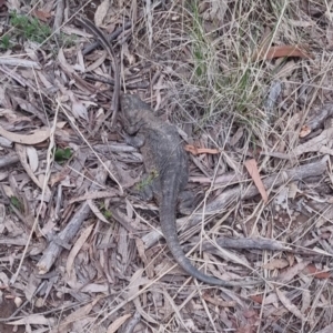 Pogona barbata at Bungendore, NSW - 7 Dec 2022