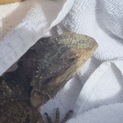 Pogona barbata at Bungendore, NSW - 7 Dec 2022