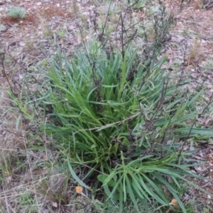 Xerochrysum viscosum at Bungendore, NSW - 24 Sep 2022 03:34 PM