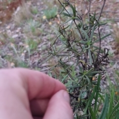 Xerochrysum viscosum at Bungendore, NSW - 24 Sep 2022 03:34 PM