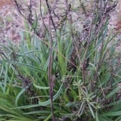 Xerochrysum viscosum at Bungendore, NSW - 24 Sep 2022