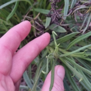 Xerochrysum viscosum at Bungendore, NSW - 24 Sep 2022 03:34 PM